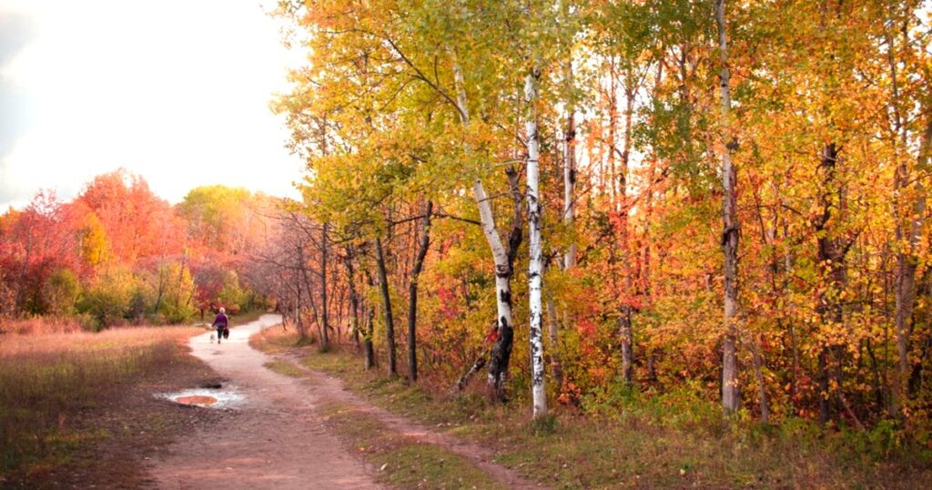 紅葉した木々の間を通る散歩道
