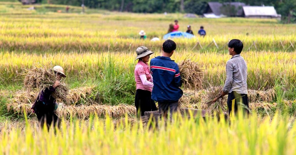 稲を収穫する人々。月名と農作業の関係を考えるイメージ写真