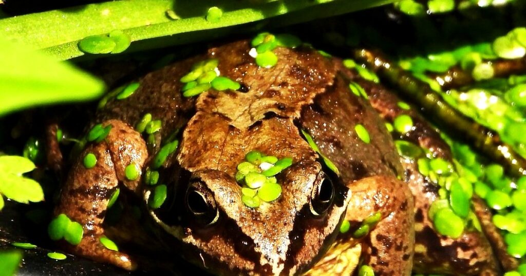 水草の中にいるカエル（変温動物）