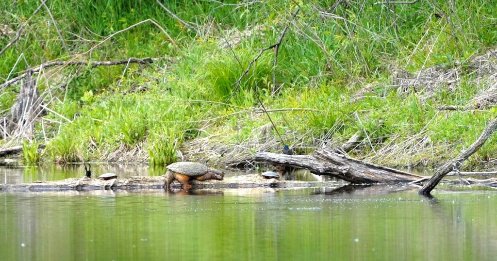 池の岸で甲羅干しをするカメ